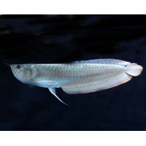 Анонс Reflex Arowana 116мм